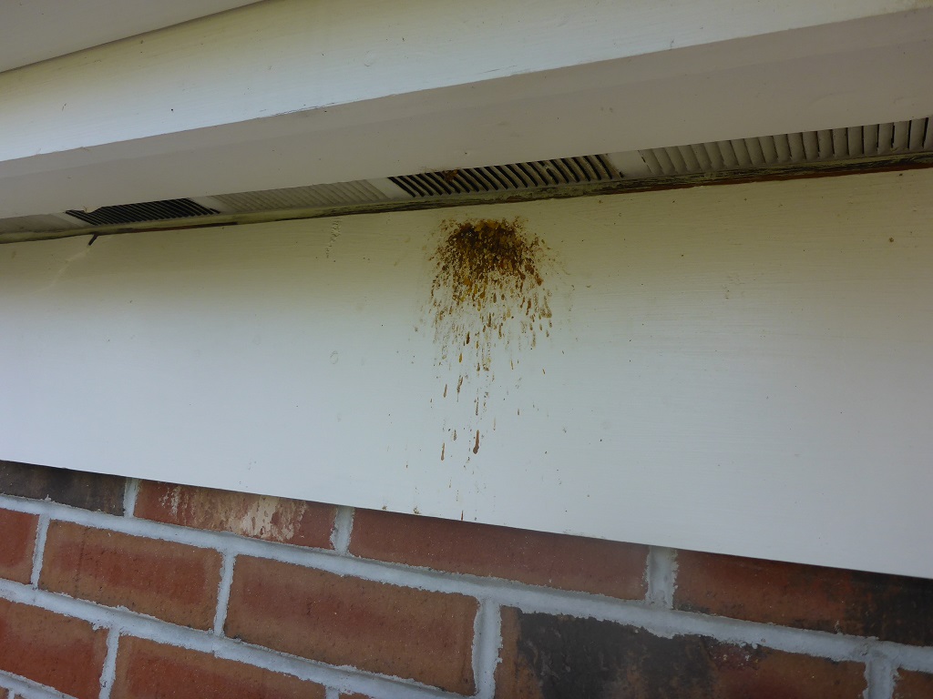 Termite Inspection Salem, MA | 8 Points Home Inspection