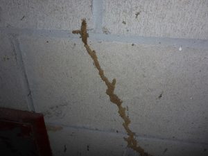 termite mud tube in garage