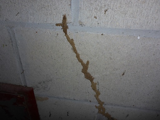 home inspection termite mud tube